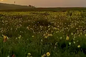 一首经典藏族情歌亚东原唱的《卓玛》完整版，深情悠扬百听不厌！ #草原歌曲 #情感音乐 #聆听天籁之音 #卓玛#亚东@DOU+小助手视频封面