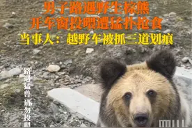 9月12日，西藏那曲。#男子投喂野生棕熊遭猛扑抢食 吓得魂飞魄散，好在只是车被熊爪划伤。观观提醒：若遇野生动物，请远离！视频封面