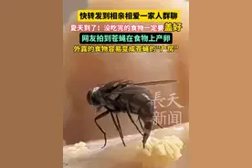 快转发到相亲相爱一家人群聊 网友拍到苍蝇在食物上产卵 夏天到了！没吃完的食物一定要盖好#苍蝇 #夏天 #食物 #卫生