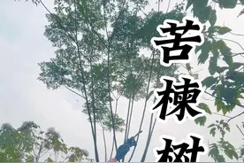 苦楝子：不是拿来吃的！你知道苦楝子油苦楝子膏吗，听说还臭臭的 #大自然的馈赠 #苦楝树 #农村生活 #我的乡村生活 #生活小妙招视频封面