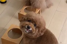 假装忘记喂小狗吃饭了…小狗：你在这逗我不会说话呢？ #万物可爱计划#宅家治愈记