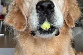 千万不要带狗去旅游！？带你沉浸式收纳2人2狗