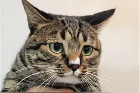 纯种狸花猫到底是什么样的？ #狸花猫 #纯种狸花猫 #这小猫谁养谁不迷糊啊视频封面