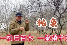 正月里采桃枭正当时。 #植物科普视频封面