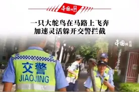 8月1日，云南红河蒙自。一只大鸵鸟在马路上飞奔，加速灵活躲开交警拦截。网友：这驼鸟跑这么急干嘛去呀?视频封面