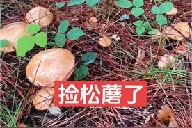 又开始捡蘑菇了，喜欢的朋友来吧#野生菌 #采蘑菇 #今天的收获视频封面