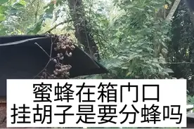 蜜蜂在箱门口挂胡子是怎么回事，很多都以为是分蜂了。 视频封面