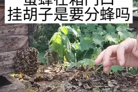 蜜蜂在箱门口挂胡子是怎么回事，很多都以为是分蜂了。 视频封面