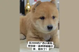 小黄狗是不是生气了，一直哼哼唧唧不停 #小奶狗 #中华田园犬视频封面