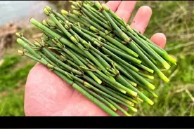 节节草下真有黄金？节节草的妙用，有人炒作节节草！#节节草