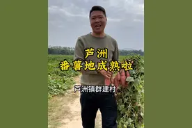 波仔走乡村，今天在惠城区芦洲镇，群建村500亩番薯地，成熟啦#惠州 #美食#新农人计划2023 #乡村振兴视频封面
