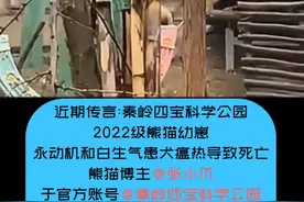 传大熊猫永动机、白高兴死亡。该园区3月因驱打大熊猫知路而闭园。博主评论求证真伪，官方这样回复……#确实 #大熊猫永动机 #大熊猫白高兴 #秦岭六小只 #大熊猫死亡 @秦岭四宝科学公园