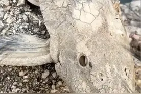 可以死而复生的生物#清道夫 #水熊虫