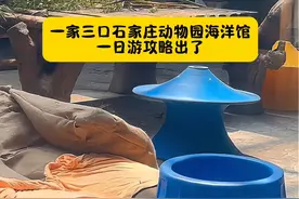 一家三口👨‍👩‍👧石家庄动物园海洋馆一日游攻略来了来了……不是很全家人们可以补充 去不了远方我们就附近逛啊。#用抖音记录我的农村真实生活日常 #石家庄动物园 #石家庄海洋馆视频封面