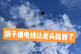 鸽子撞电线让老头捡到了，没想到还是打高端赛的鸽子#信鸽赛鸽 #鸽子养殖技术 #养鸽人 #鸽子 #鸽王视频封面