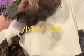 小猴子洗澡全程 #萌宠出道计划 #泰国生活 #神奇动物在抖音 #猴子 #宠萌视频封面