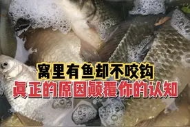 野钓遇到有鱼不咬钩是咋回事？实在没招了，就加点料！