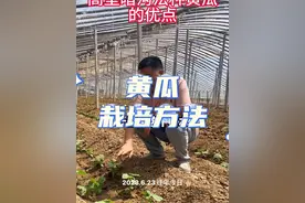 这样种黄瓜，没有病毒！ #蔬菜种植技术 #病虫害防治 #黄瓜种植技术 #蔬菜基地 #农业植保知识分享