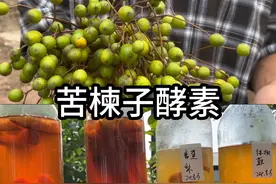 苦楝子酵素制作｜防虫神器 #苦楝子 #蔬菜防虫小妙招 #种植小技巧视频封面