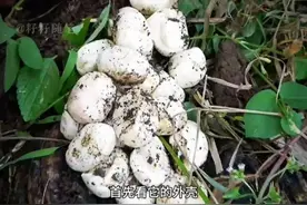 教你如何在野外辨别蛇蛋视频封面