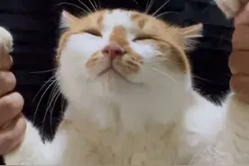 无人扶我凌云志，反正也上不去#宁sir的猫 #躺平之歌 #无人扶我凌云志翻唱 #无人扶我凌云志 #无人扶我凌云志舞蹈挑战