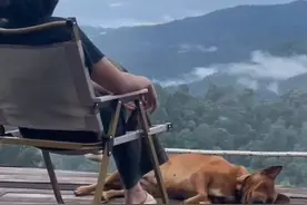 狗子差点掉下悬崖 狗: 妈，千万抓住了，别放手#萌宠#搞笑视频封面