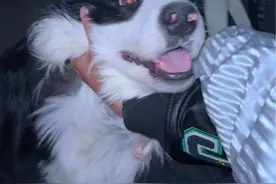 刚把边牧买下来送到宠物医院，一问三不知，医生都绷不住笑了……这是大奔儿和主人相认的前一天晚上～也是最后一个流落在外的夜晚了！！#原来小狗真的会求救 #求救狗狗已被主人认领