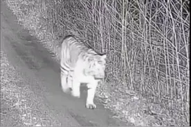 现实中的“狐假虎威”，东北虎豹国家公园的摄像机拍摄下，狐狸一路跟随老虎只为沾上虎尿。