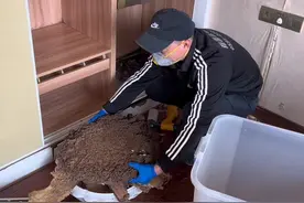 家中衣柜惊现一个大型白蚁巢.过年几个月没住视频封面