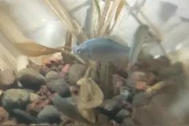 带你看看猫咪的视角，所以数得清有多少🐟吗#创作灵感猫咪视角视频封面