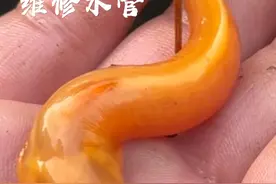 二号池可以试水喽，今天去修水管，明天看水位🤣 #小院改造 #庭院鱼池 #三农 #山涧小溪 #抖音商城年终狂欢季视频封面