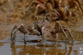 终于知道海滩上小沙球的来历了！原来是干饭吃的小螃蟹（学名视频封面