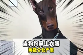 狗狗穿上衣服，要么特别帅，要么特别接地气#狗狗 #狗狗帅气