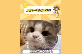 太可爱噜这个世界不能没有小猫 #宠物 #猫咪 #宠物冷知识