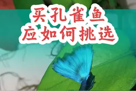 如何挑选孔雀鱼，不管你从哪买鱼，都可以参考本视频！#孔雀鱼 #养鱼日记 #西门阿坤的鱼 #养鱼经验分享 #新手养鱼视频封面