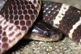 这才是真正的银环蛇 #银环蛇#簸箕夹#银脚带#毒蛇#动物科普视频封面