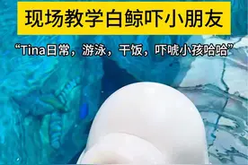你们让教的白鲸吓小朋友🫢#白鲸吓唬小朋友 #动物的迷惑行为 #一学就会系列 #三亚小鲸鱼