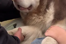 狗：女人 一定要懂得撒娇示弱…… 我：还要学会装病是吧…… #阿拉斯加犬 #阿拉斯昭 #阿拉斯猪视频封面