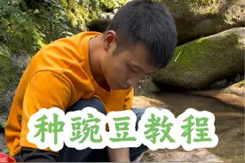 种豌豆教程#技术分享 #户外 #种植 #三农 #农村生活