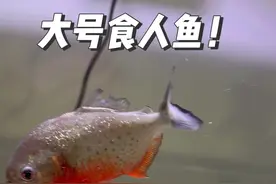 把特大号食人鱼放小食人鱼缸里会发生什么呢？#食人鱼 #动物世界 #神奇动物视频封面