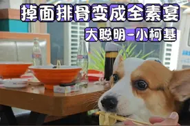 #柯基 #狗狗的心思都写在脸上了 #萌宠出道计划 #狗子成精了 #碎嘴子 @DOU+小助手 大聪明是自己太着急撞桌子上了，很搞笑，整好碰见图图，他在啃大骨头！哈哈视频封面