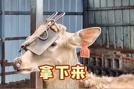 今天给大家分享取面罩和敲鹿角帽的过程。#梅花鹿养殖场 #梅花鹿