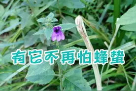 养蜂人的福音，有了它，你就再也不怕蜜蜂蛰了 #蜜蜂 #蜂群 #蜂蜜视频封面