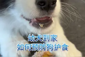 幼犬到家怎么预防护食 #边牧 #小狗护食 #小狗护食该不该打 #沈阳训犬 #训犬学校
