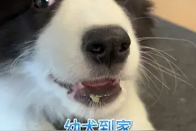 幼犬到家怎么预防护食 #边牧 #小狗护食 #小狗护食该不该打 #沈阳训犬 #训犬学校视频封面