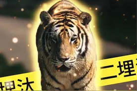 来了！！7月29日全球老虎日，开放认养#黑龙江东北虎林园 #东北虎 #二埋汰 #保护野生动物#全球老虎日视频封面