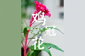 火红的鸡冠花在风中起舞，台风天头发飞起是不是也对应了“冠”#鸡冠花 #植物科普 #好看的花一定要分享给你#一花一草一世界 #植物科普视频封面