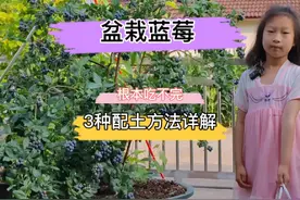 详解3种盆栽蓝莓的配土方法，掌握了人人都是种植蓝莓的高手哦视频封面