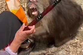 游客靠太近，师太为保护游客。#人与动物和谐共处 #万物皆有灵性 #峨眉山的猴子 #独臂猴星星 #冯椿视频封面