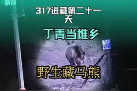 翻越4800米雪山来到当堆乡，看藏马熊，今天晚上来了11只真刺激